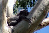 Dunbogan Caravan Park - Accommodation in Bendigo 2