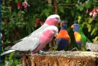 Dunbogan Caravan Park - Accommodation in Bendigo 4