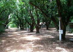 Daly River Mango Farm - Accommodation in Bendigo 4