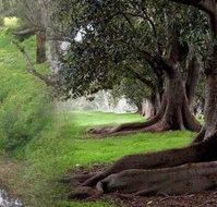 Rivergum Cottage - Accommodation in Bendigo