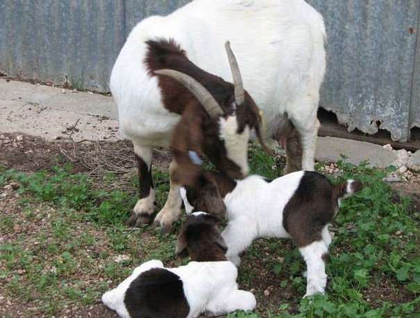 Weetulta SA Accommodation in Bendigo