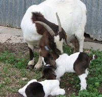 Redwing Shearer's Quarters - Accommodation in Bendigo
