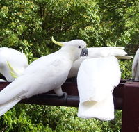 Lorikeet Lane BB - Accommodation in Bendigo