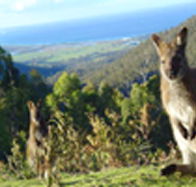 Rainbow Retreat Wilderness Eco Cabins - Accommodation in Bendigo