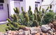 Lester Cottages Complex - thumb 2
