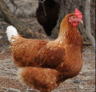 Avonmore Estate Biodynamic Winery - Accommodation in Bendigo