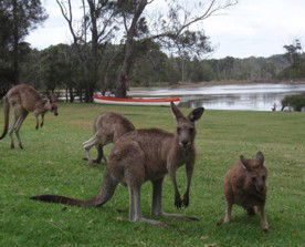 Berrara Waters Chalet - Accommodation in Bendigo 2