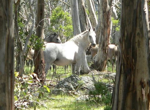 Snowy Wilderness Resort - Accommodation in Bendigo 5