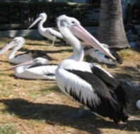 Christmas Cove Caravan Park - Accommodation in Bendigo
