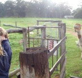 Boronia Farm Farmstay - Accommodation in Bendigo