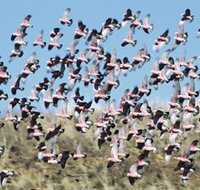 Copley Caravan amp Cabin Park - Accommodation in Bendigo