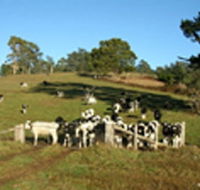 St Columba Cottage - Accommodation in Bendigo