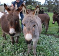 Donkey Tales Farm Cottages - Accommodation in Bendigo