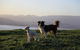 Bruny Island Guest House - thumb 5