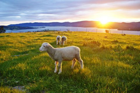 Bruny Island Guest House - Accommodation in Bendigo 6