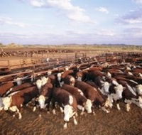 Bond Springs Outback Retreat - Accommodation in Bendigo