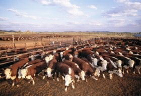 Bond Springs Outback Retreat - Accommodation in Bendigo 0
