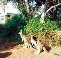 Avoca Dell Caravan Park - Accommodation in Bendigo