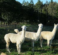 Blackwattle Farm BampB and Farm Stay - Accommodation in Bendigo
