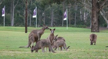 Riverside Oaks Golf Resort - Accommodation in Bendigo 8