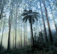 Tower Motel Marysville - Accommodation in Bendigo