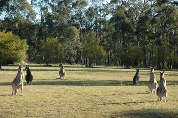 Hunter Hideaway Cottages - Accommodation in Bendigo 10