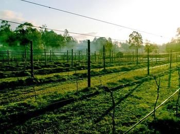 Hunter Country Lodge - Accommodation in Bendigo 3