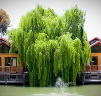 Perricoota Vines Retreat Echuca Moama - Accommodation in Bendigo