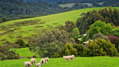 Johanna River Farm And Self Contained Cottages - Accommodation in Bendigo 1