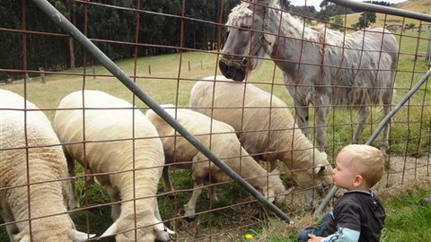 Johanna River Farm And Self Contained Cottages - Accommodation in Bendigo 3