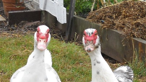 Johanna River Farm And Self Contained Cottages - Accommodation in Bendigo 5