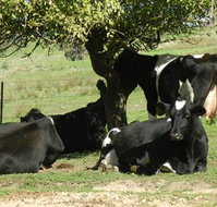 Willy's Holiday House - Accommodation in Bendigo