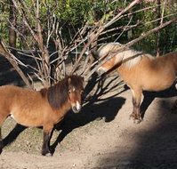 Cloud End Farmstay - Accommodation in Bendigo