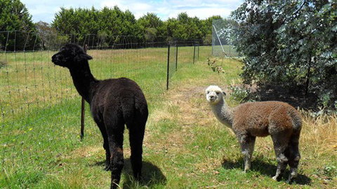 Halls Haven Resort - Accommodation in Bendigo 6