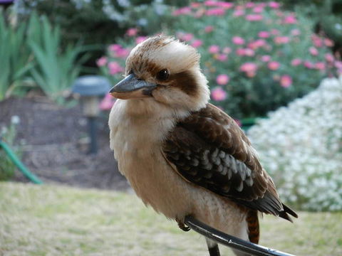 Glenbar Cottage - Accommodation in Bendigo 0