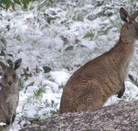 Barokee campground - Accommodation in Bendigo