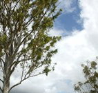 Glen Villa Resort and Tourist Park Casino - Accommodation in Bendigo