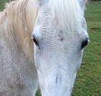 Eaglewood B and B and Farmstay - Accommodation in Bendigo