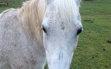 Eaglewood B And B And Farmstay - Accommodation in Bendigo 0