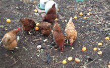 Eaglewood B And B And Farmstay - Accommodation in Bendigo 2
