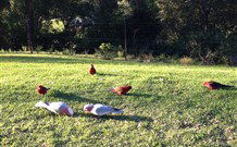 Eaglewood B And B And Farmstay - Accommodation in Bendigo 3