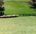 Gooromon Park Cottages - Accommodation in Bendigo