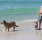 A Paradise Bungalow Waterfront - Accommodation in Bendigo