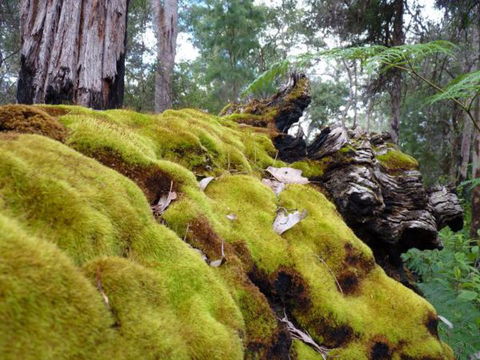 Wolfe Creek Crater Camp At Wolfe Creek Crater National Park - Accommodation in Bendigo 14