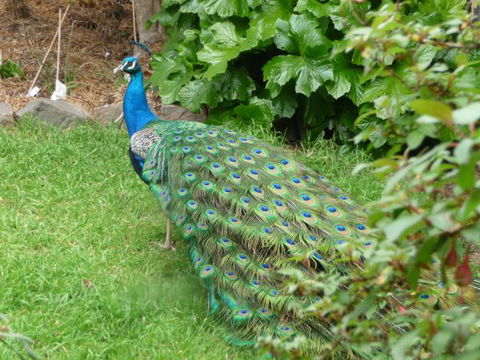 Eurambeen Historic Homestead And Gardens - Accommodation in Bendigo 4