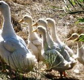 Duck Duck Goose Bed and Breakfast - Accommodation in Bendigo