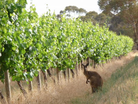 Angas Plains Wines Suites - Accommodation in Bendigo 6