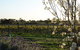 Angas Plains Wines Suites - thumb 7