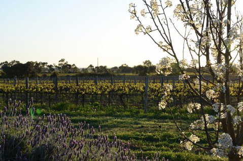 Angas Plains Wines Suites - Accommodation in Bendigo 7