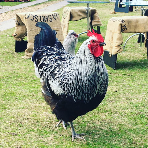 Container65 - Accommodation in Bendigo 4